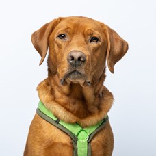 Profilbild von  Therapiehund Filou 