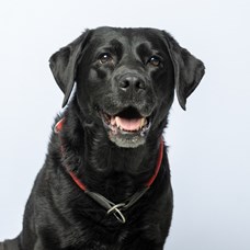 Profilbild von  Therapiehund Karla 