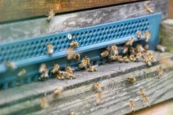 Bienenstock am Kepler Universitätsklinikum