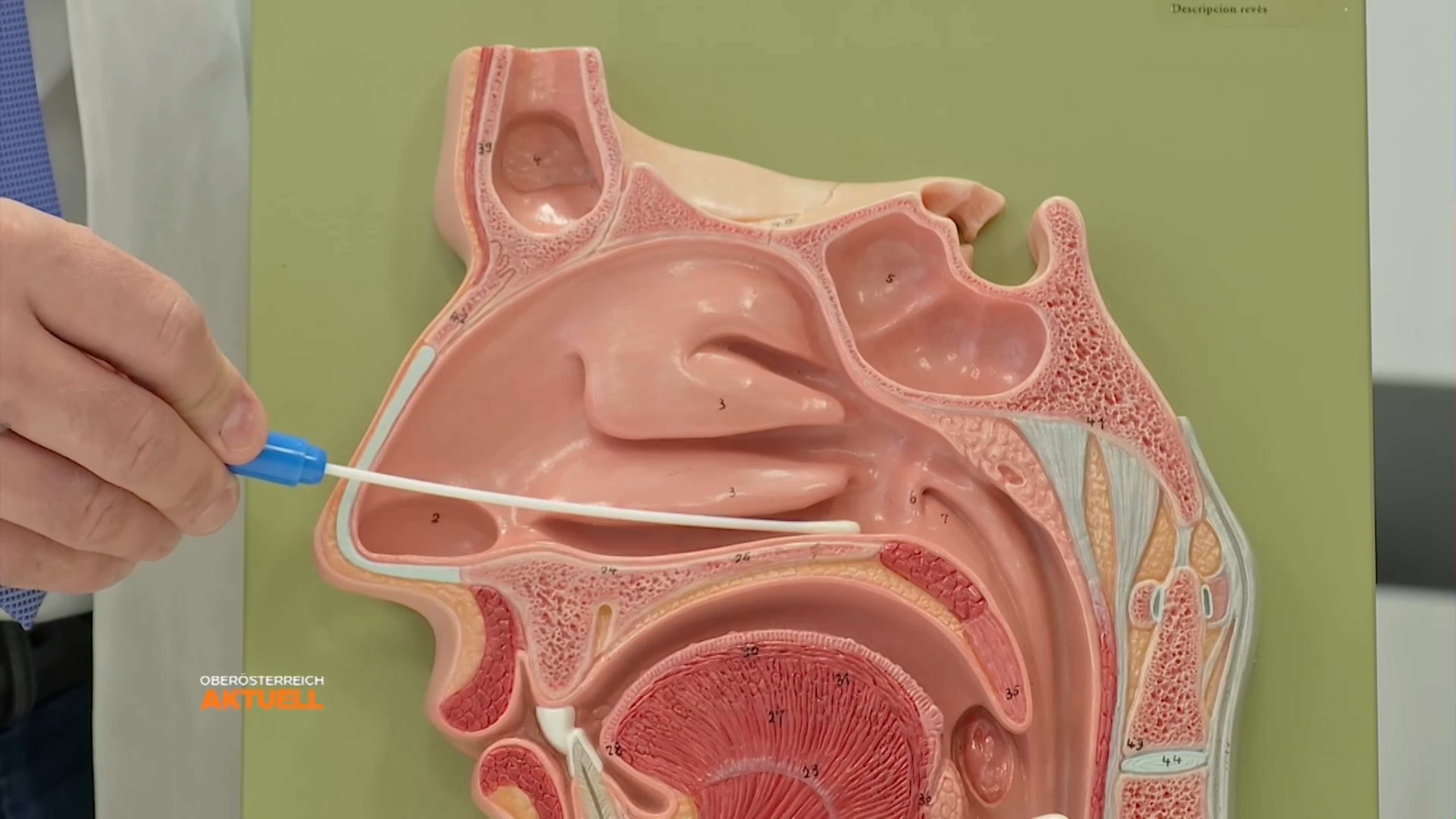 Antigentests als Nasen-Rachen Abstrich problemlos und ungefährlich